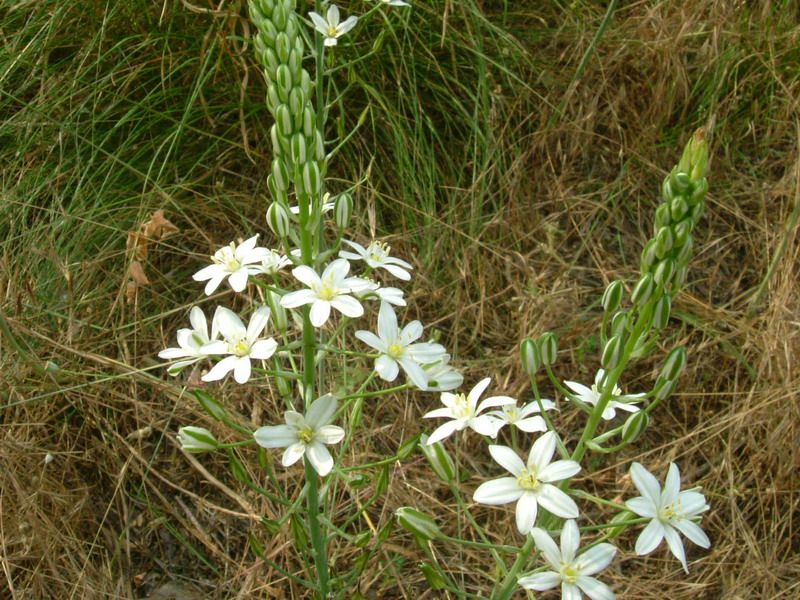 Loncomelos brevistylus / Latte di gallina maggiore